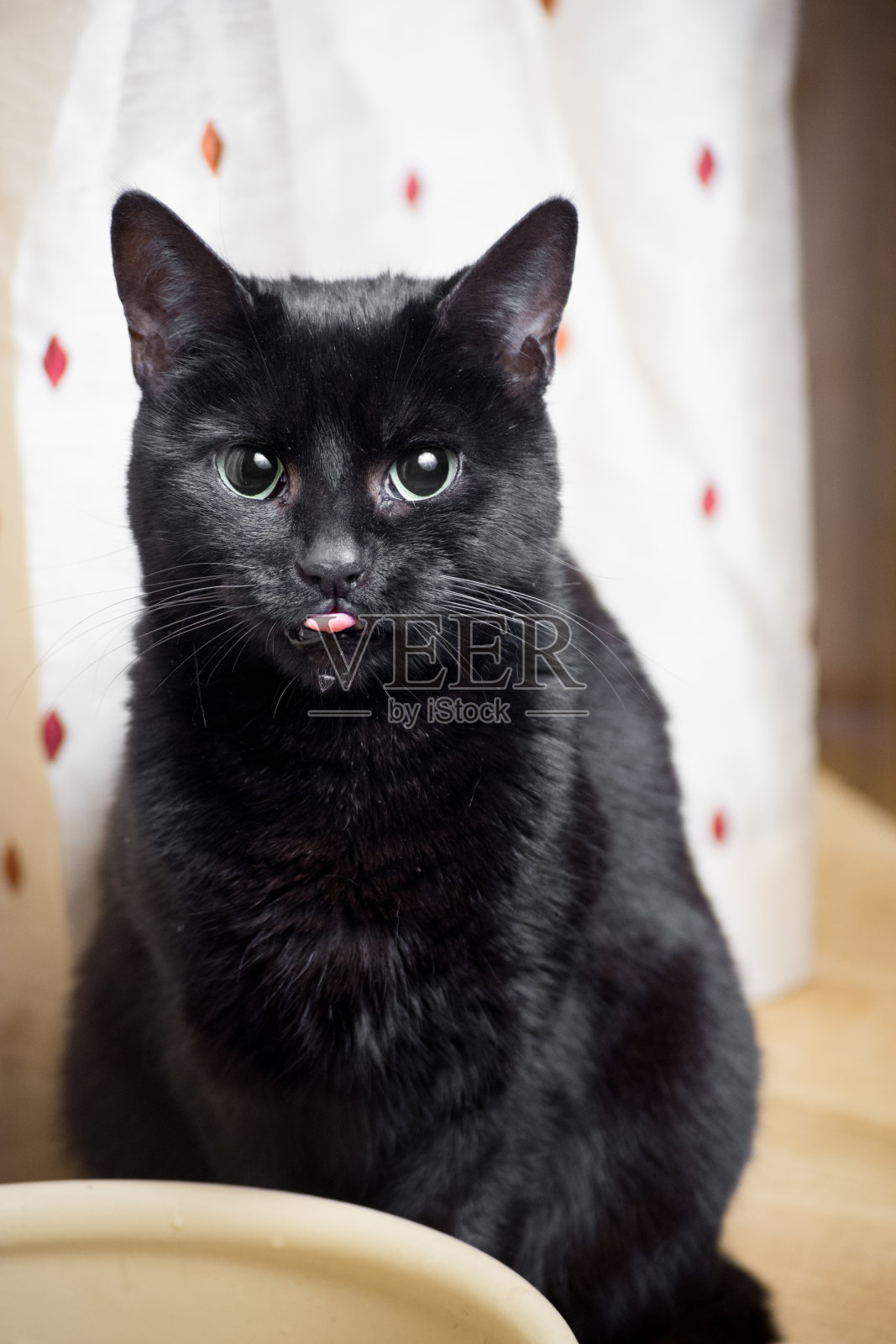 黑猫喝水照片摄影图片