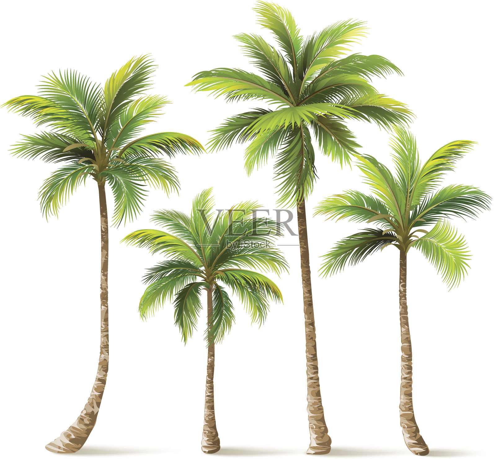 棕榈树。向量设计元素图片