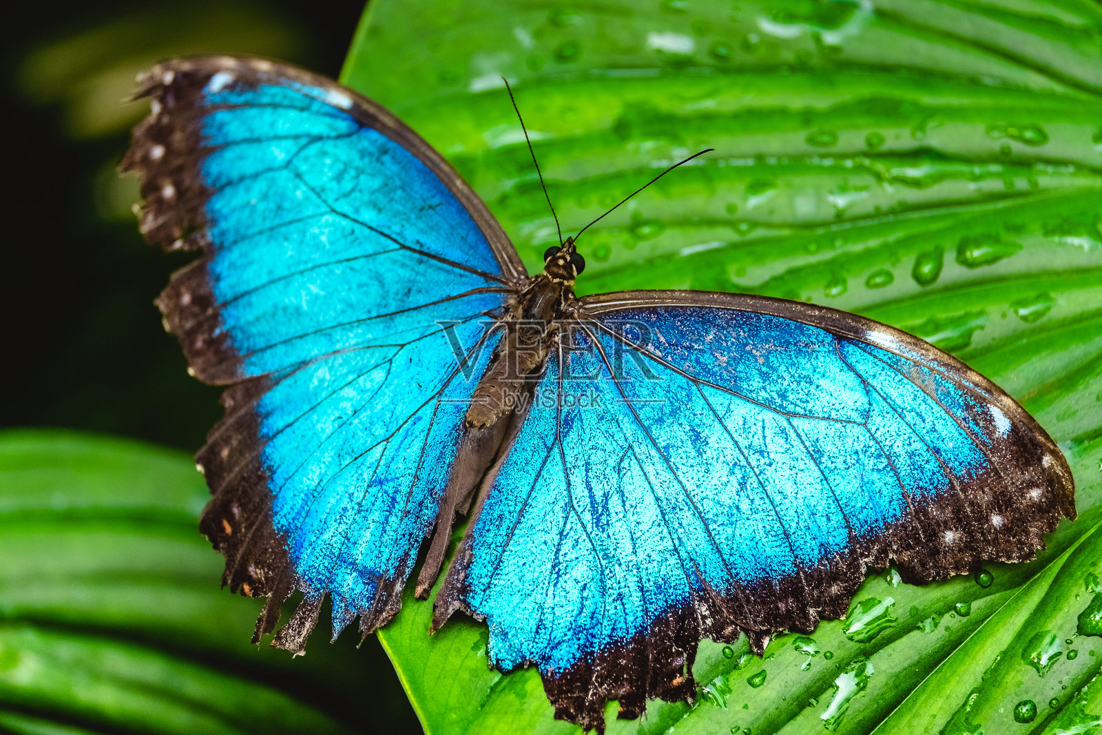 叶子上的蓝蝴蝶照片摄影图片