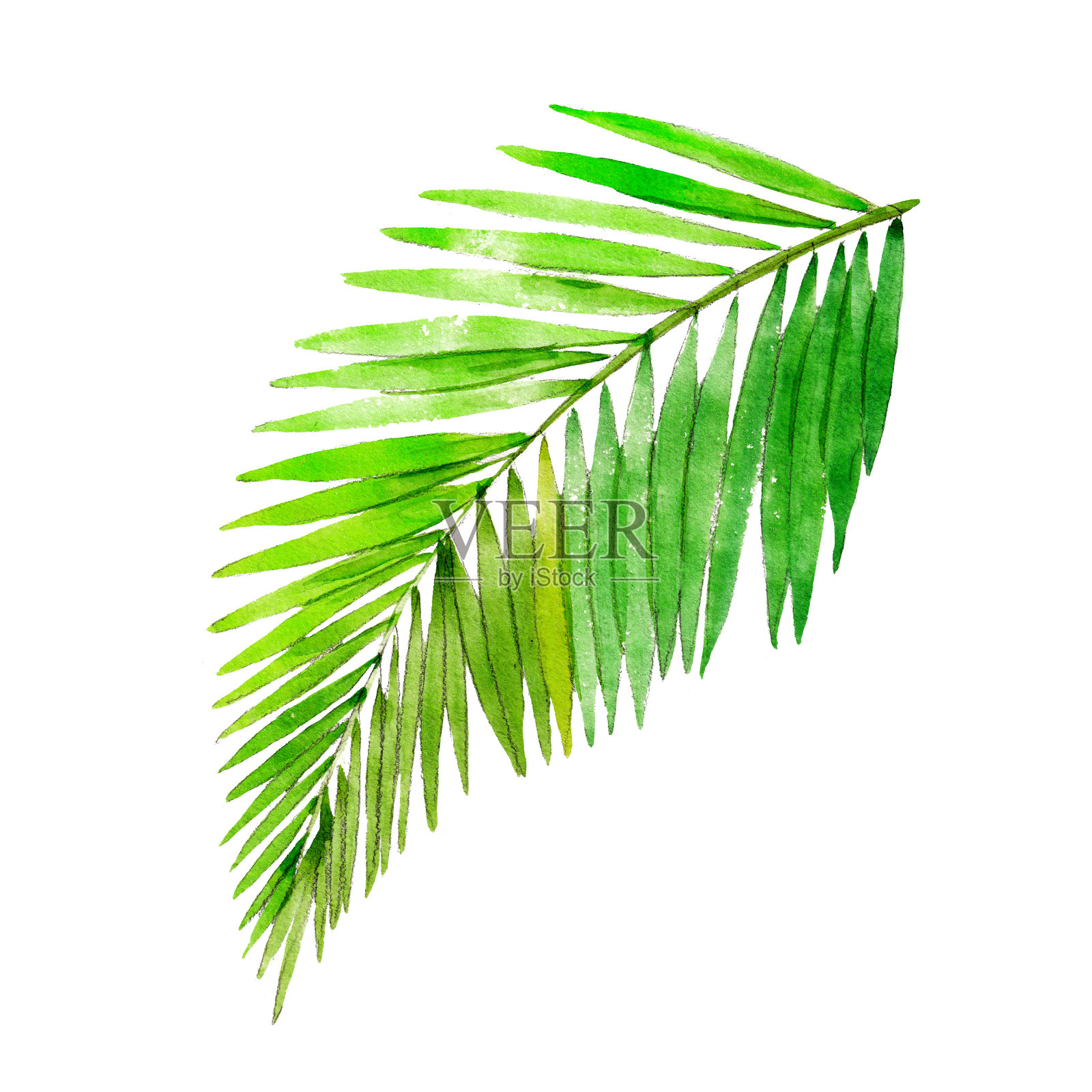 棕榈树叶的水彩插图设计元素图片