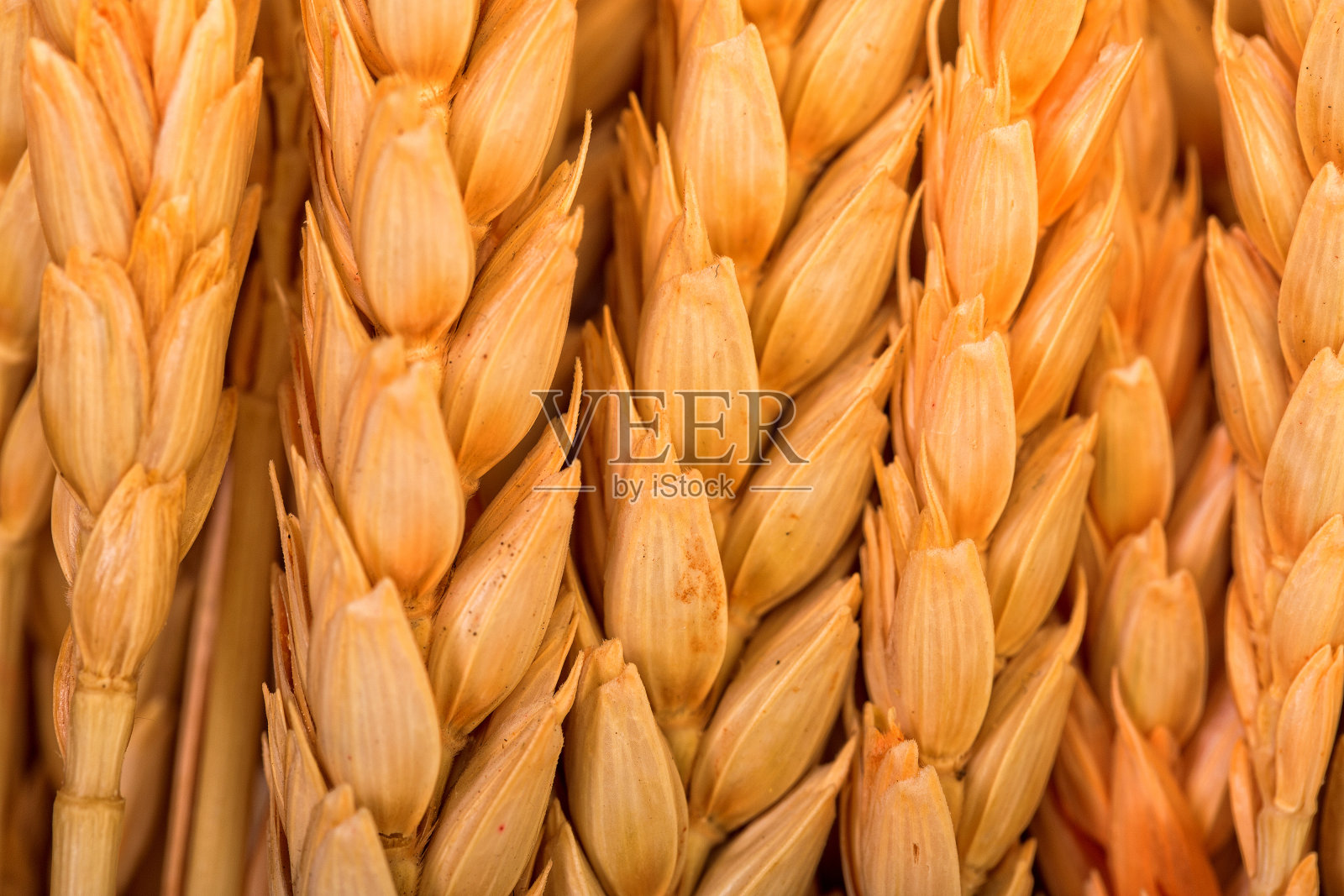 金色的小麦的耳朵照片摄影图片