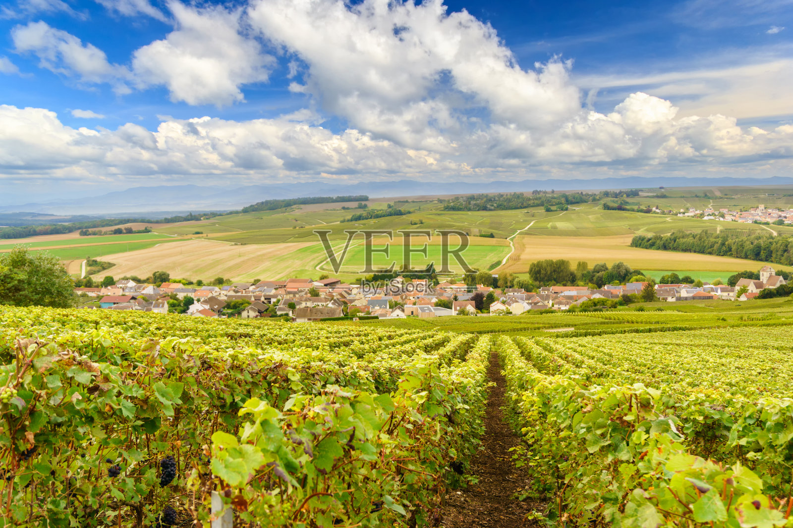风景优美的香槟，法国兰斯蒙太尼的葡萄园照片摄影图片