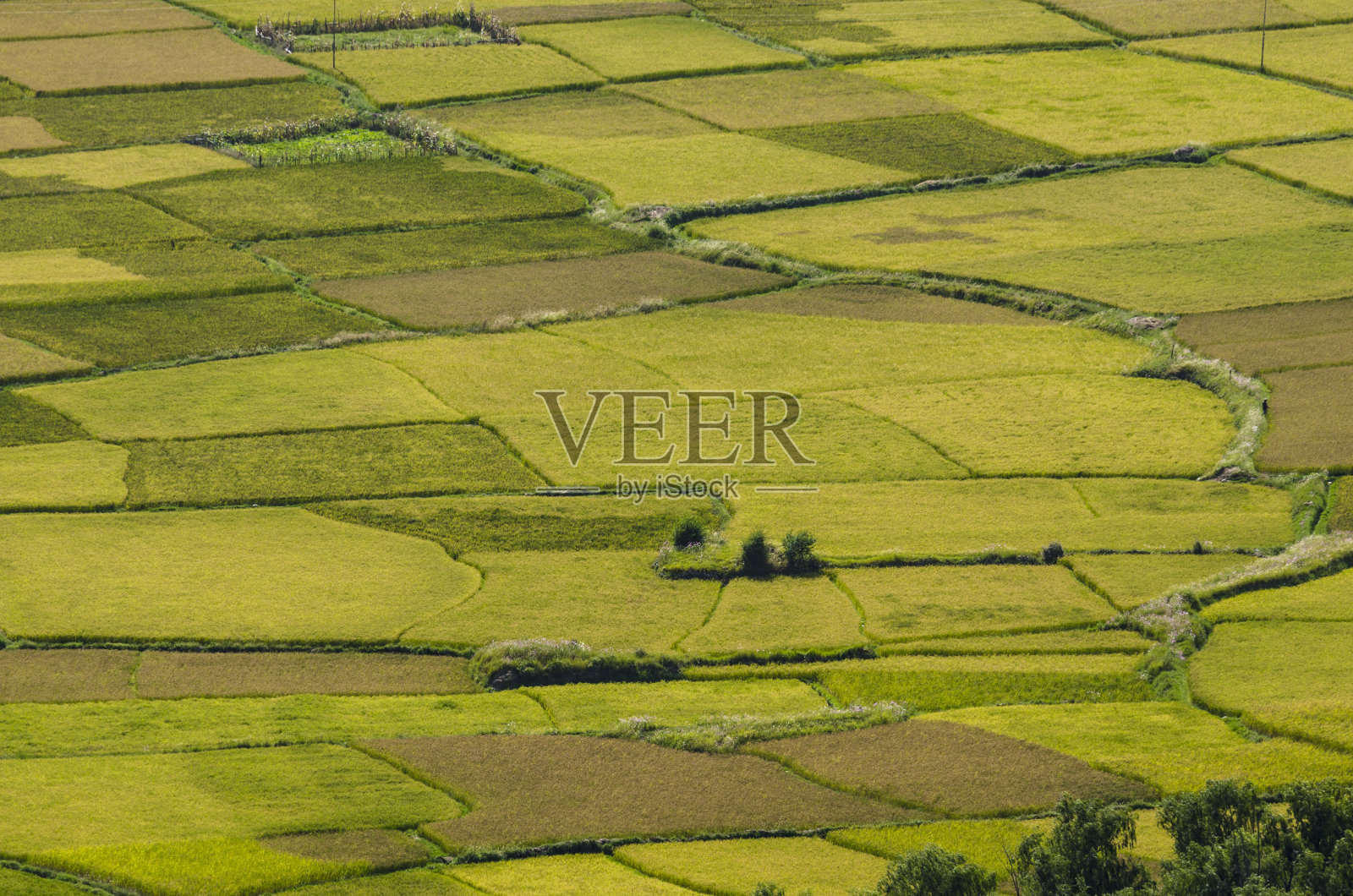 创造性的图案和纹理的稻田在喜马拉雅地区照片摄影图片
