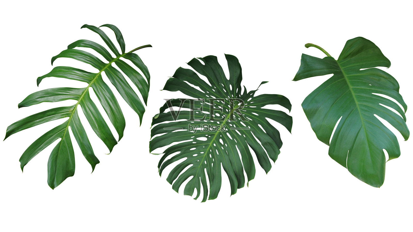 热带叶子设置孤立的白色背景，剪切路径包括。绿叶子的Philodendron, Monstera，和Pothos常青藤植物。照片摄影图片