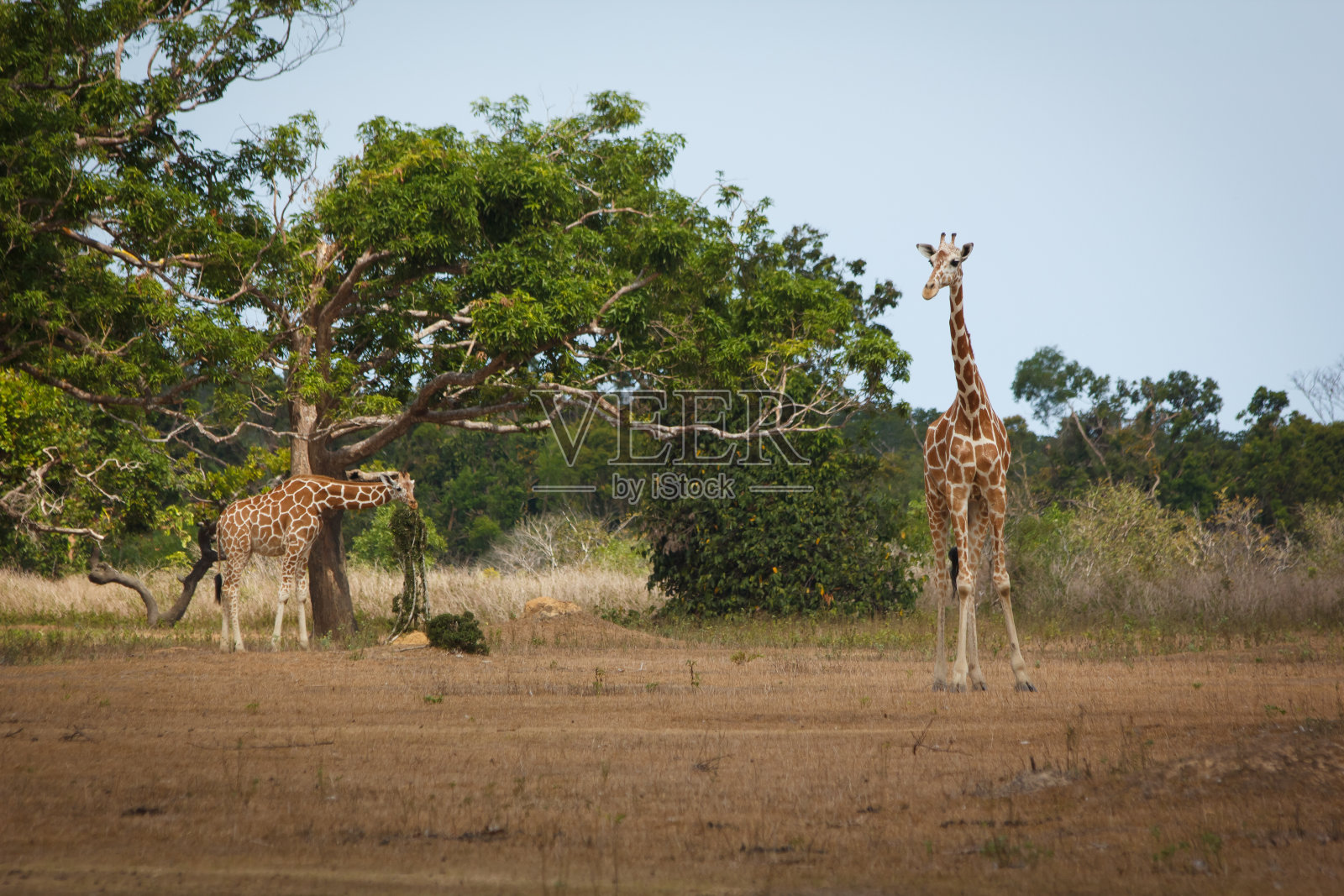 长颈鹿照片摄影图片