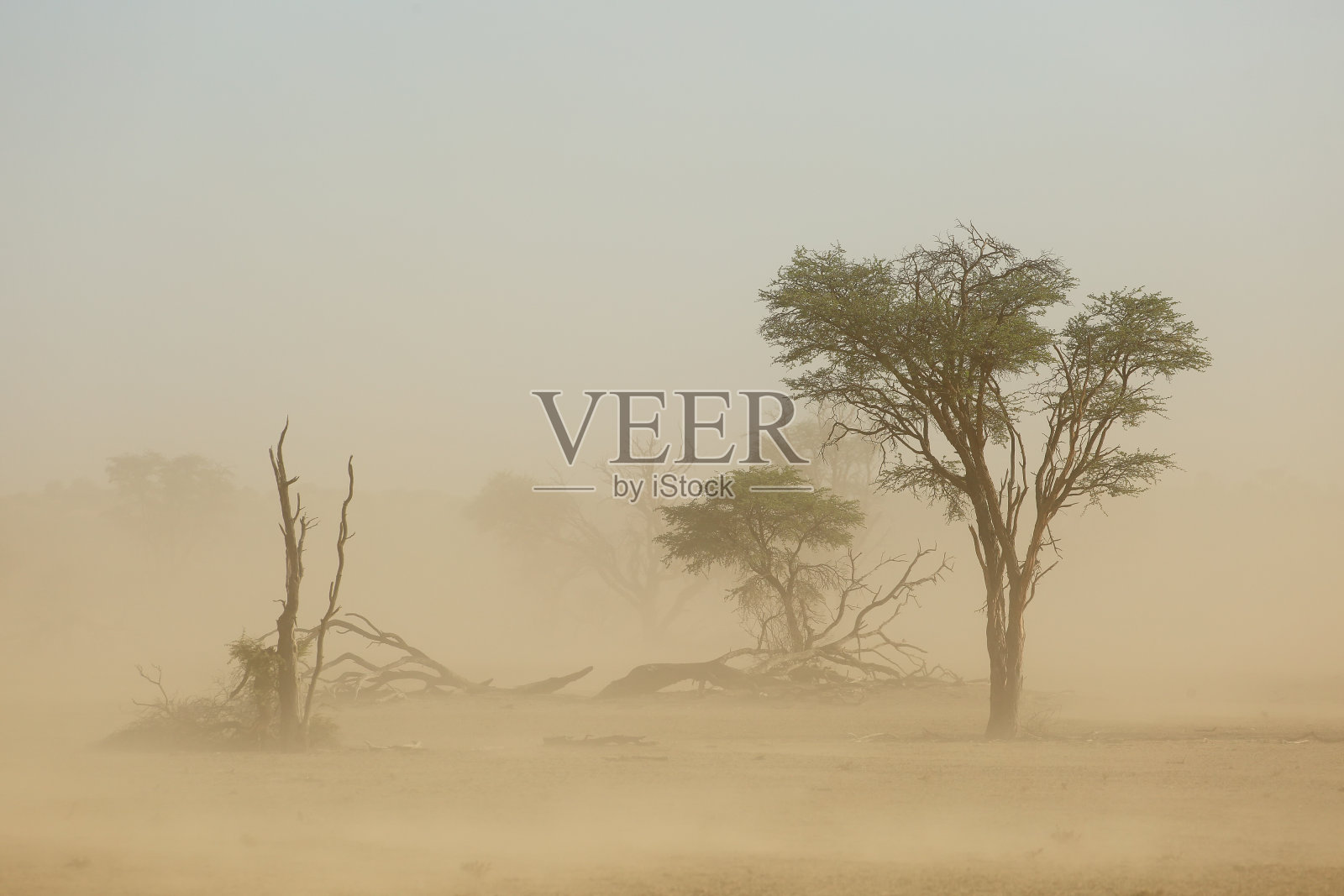 在一场严重的沙尘暴期间，树木景观照片摄影图片