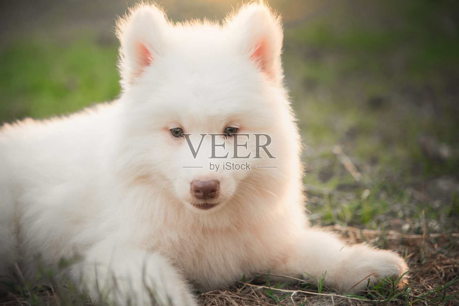白色西伯利亚哈士奇小狗躺在绿色的草地上照片摄影图片