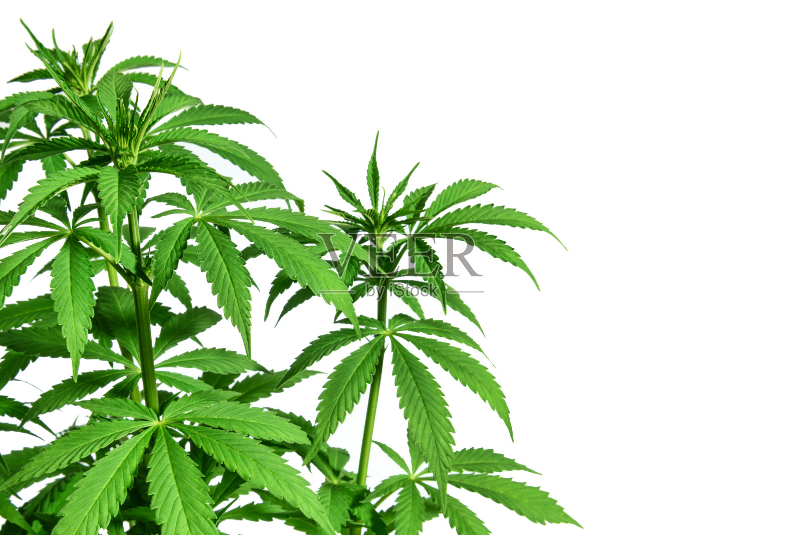 白色背景上的大麻植物照片摄影图片