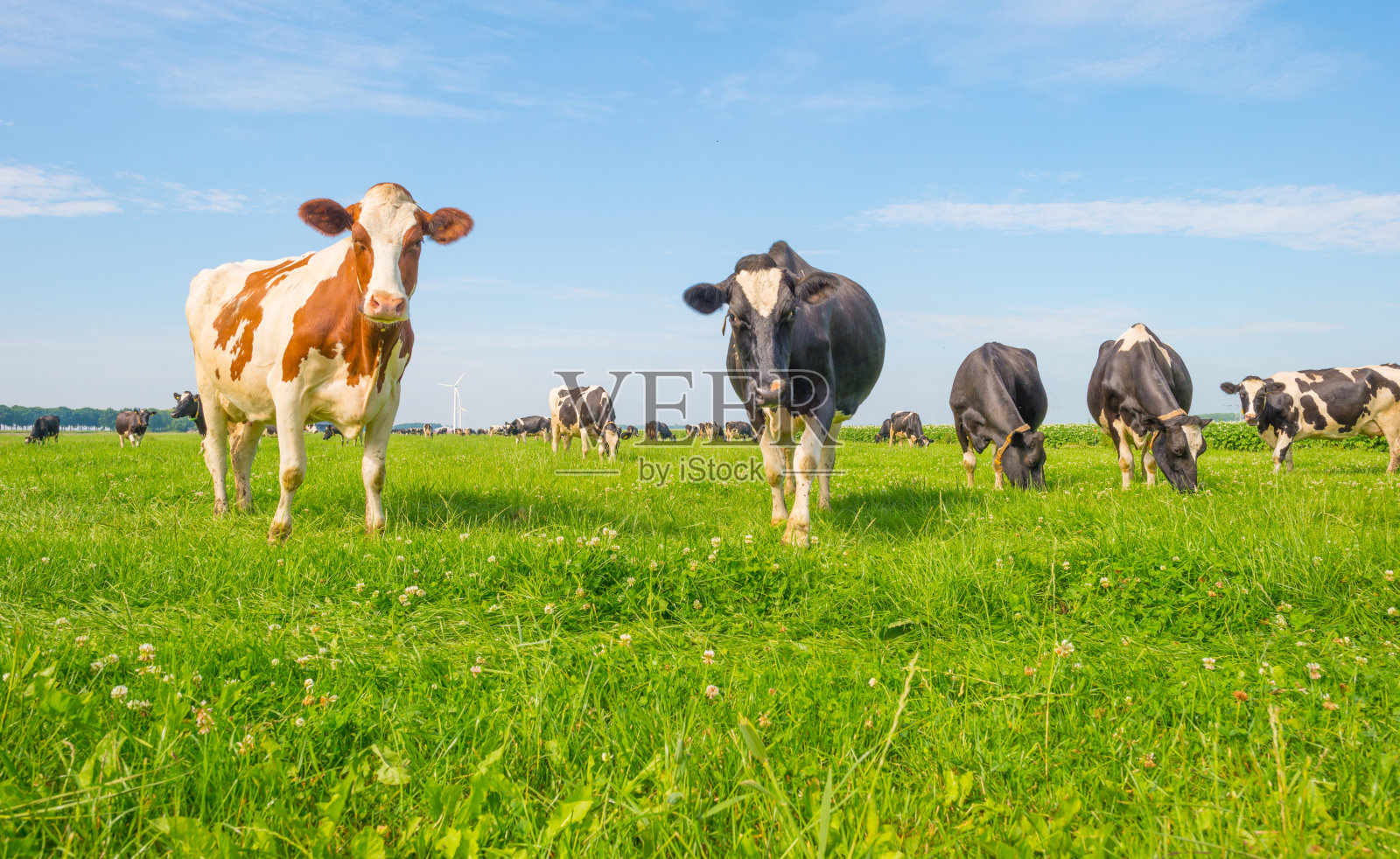 夏天，牛群在绿色的草地上吃草照片摄影图片