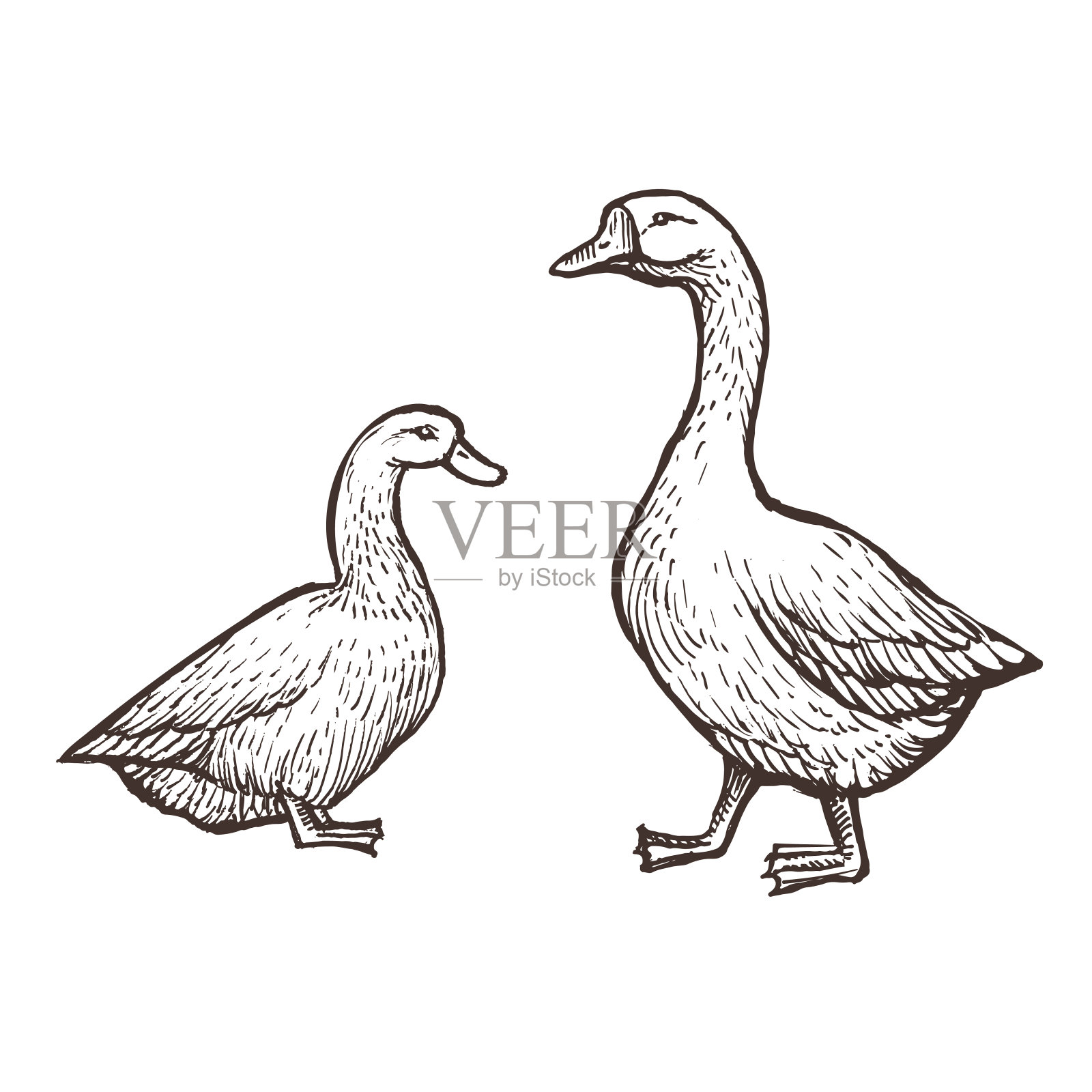 鹅和鸭的农场动物素描，孤立的鸟类在白色的背景。复古风格设计元素图片