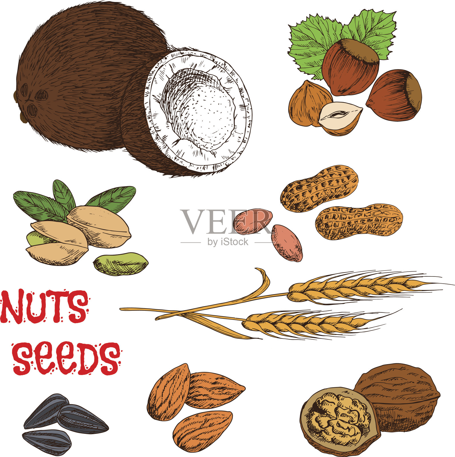 坚果、种子、豆类和谷物素描符号插画图片素材