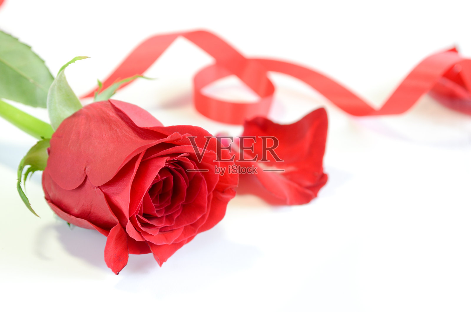带丝带的红玫瑰照片摄影图片