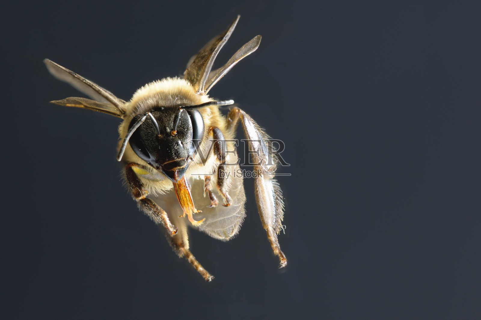 蜜蜂孤立在黑色背景上照片摄影图片