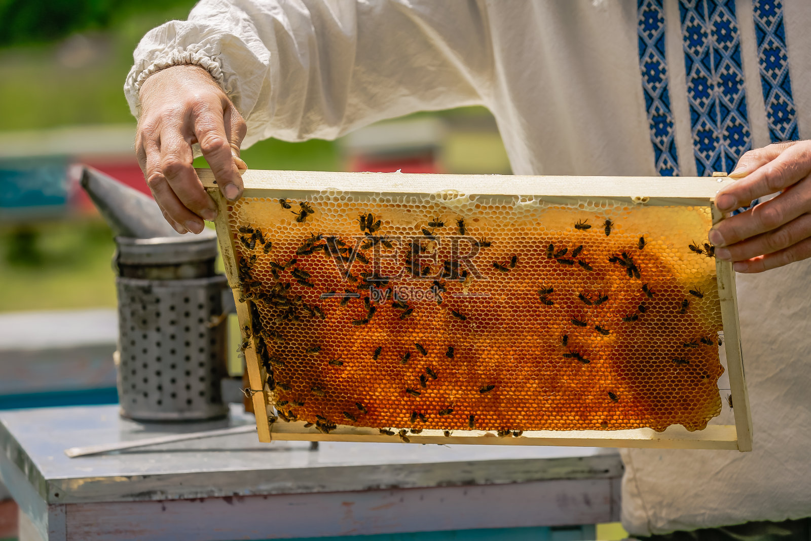 养蜂人的手是工作与蜜蜂和蜂箱在养蜂场。蜂箱的框架照片摄影图片