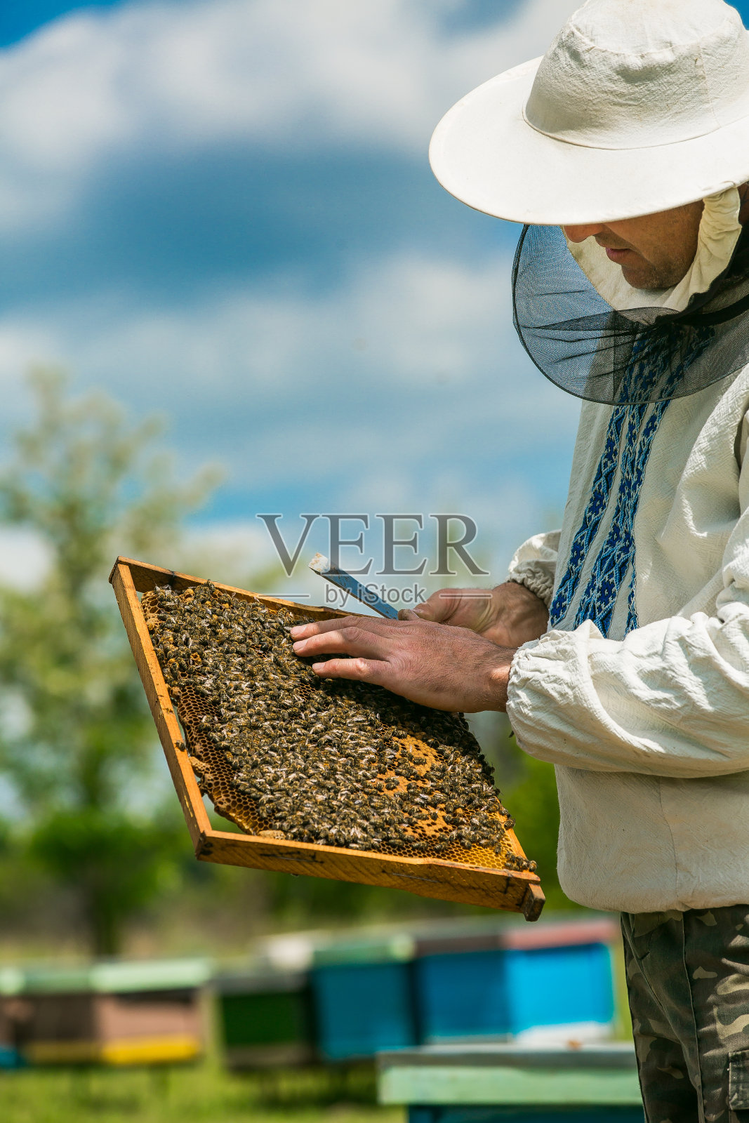 养蜂人正在检查装满蜜蜂的蜂巢框架。养蜂人在起作用。蜜蜂在蜂巢。照片摄影图片