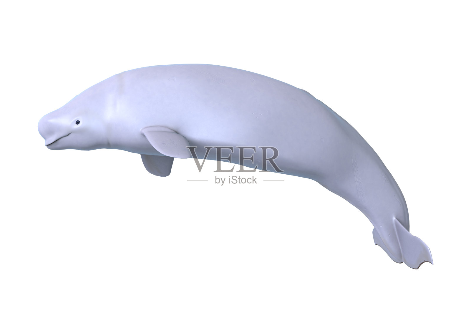 3D渲染白鲸白鲸在白色照片摄影图片