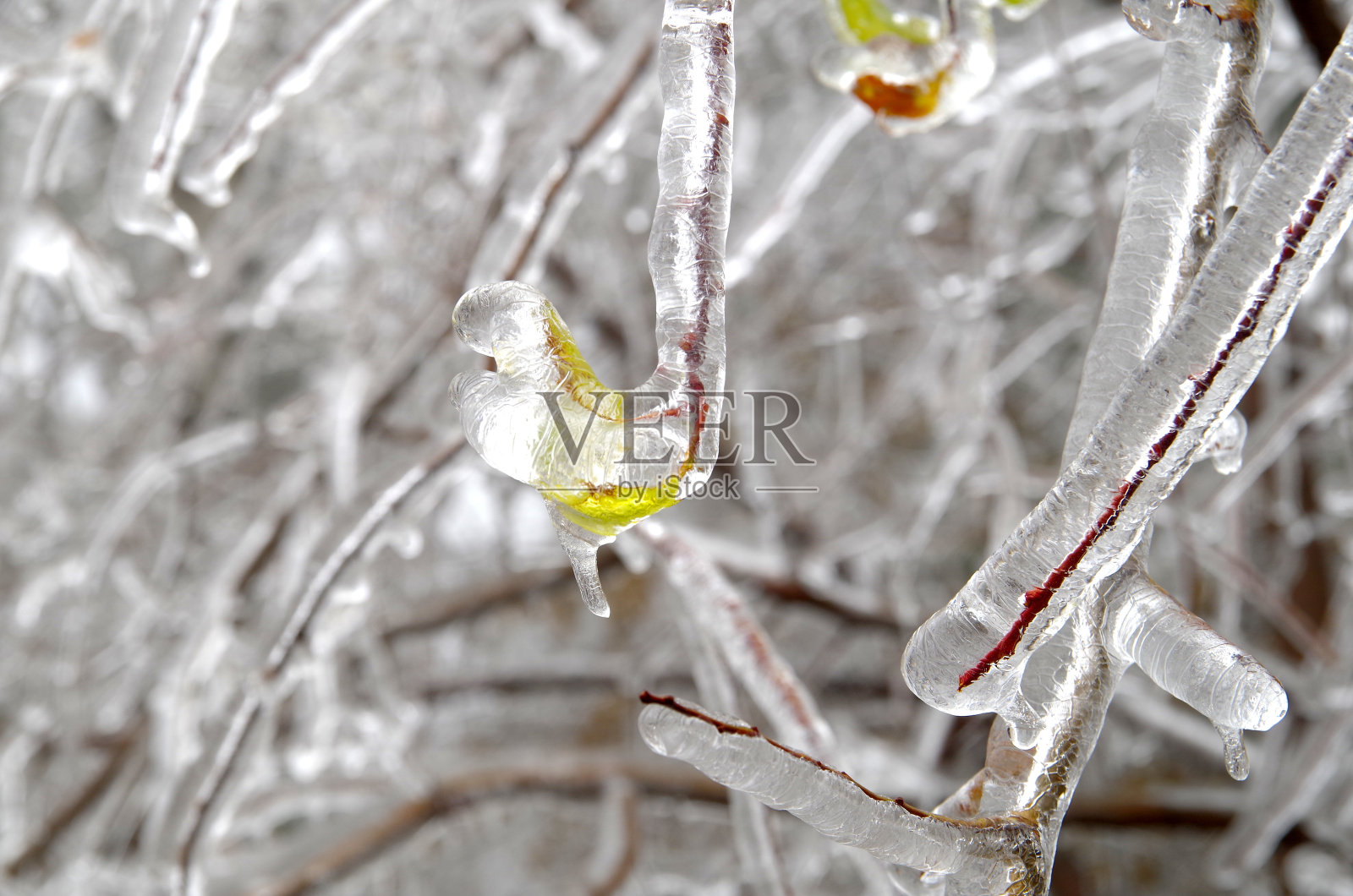 冰冷的树叶和树枝。照片摄影图片