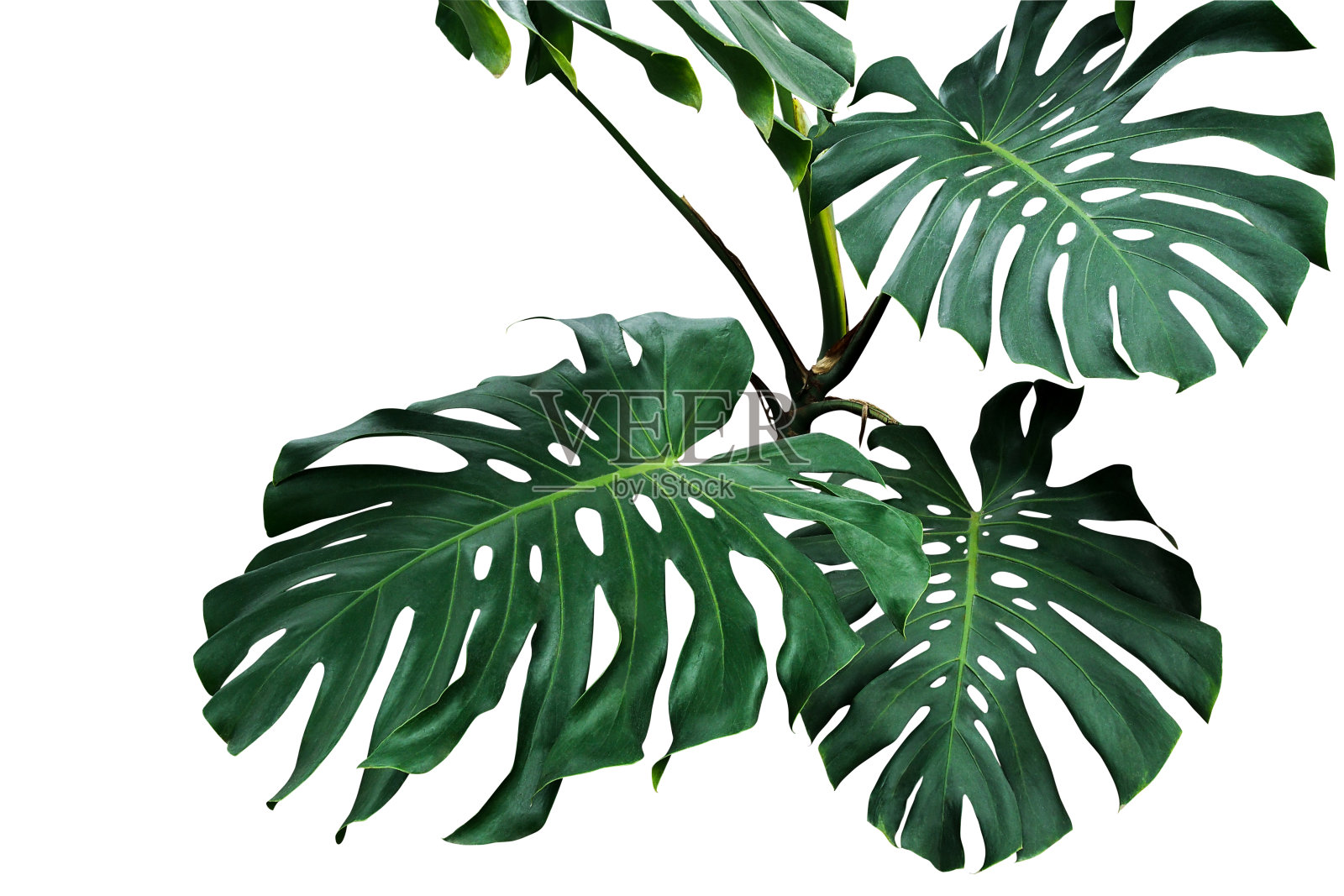 在白色背景下生长的热带叶科植物，其叶片深绿色，包括修剪路径。照片摄影图片