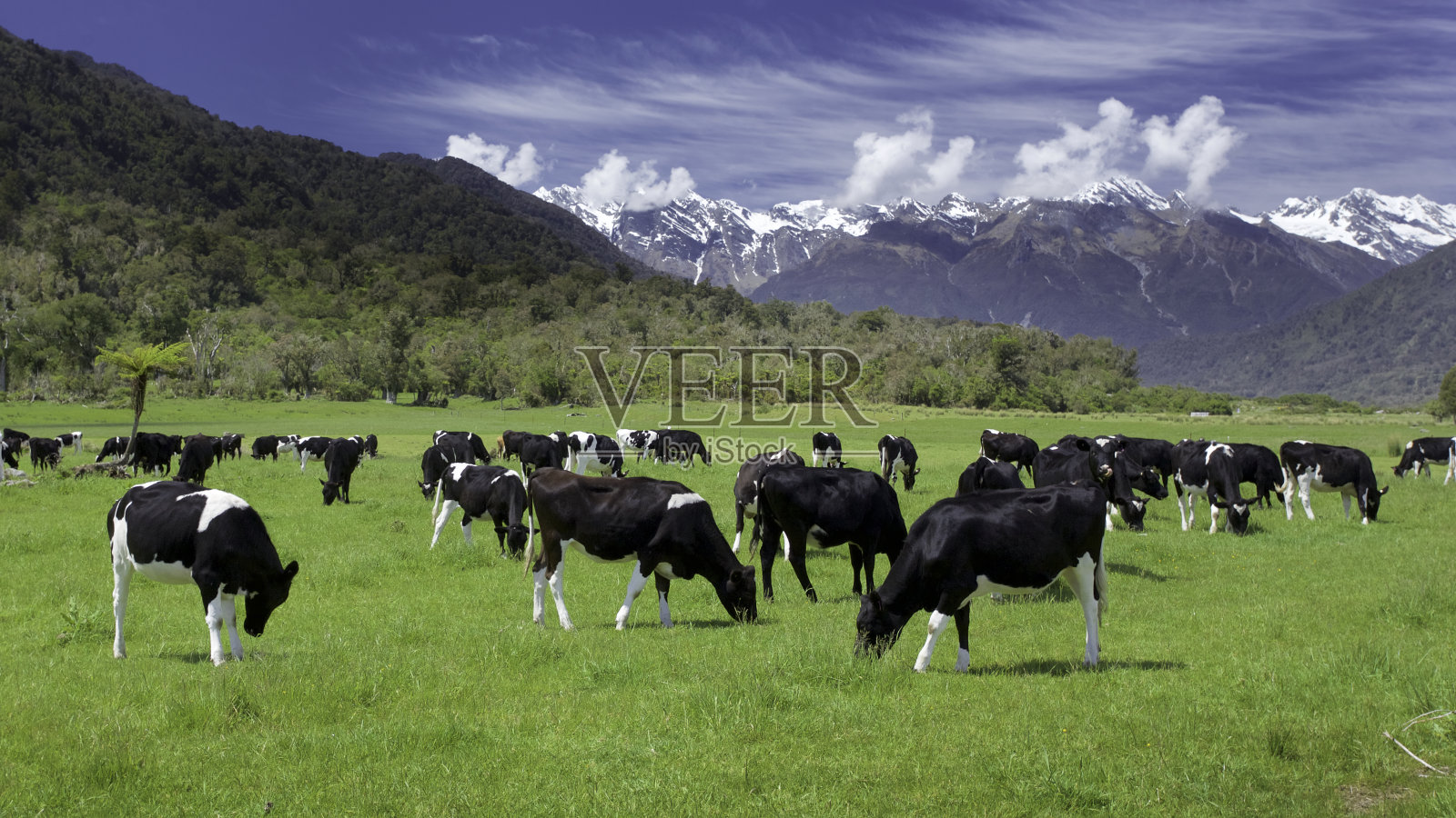 黑白花奶牛牛照片摄影图片