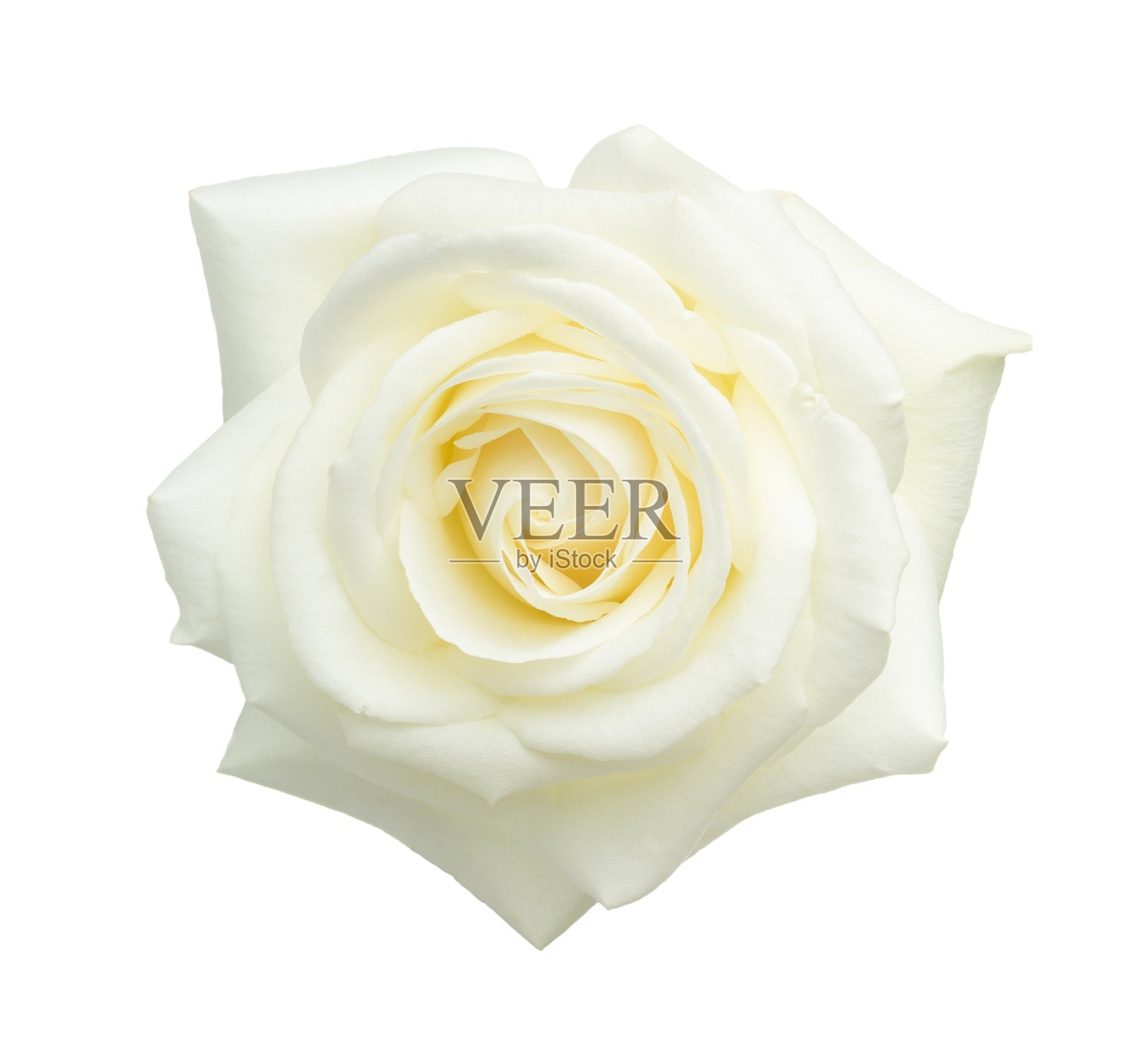 孤立在白色背景上的白玫瑰。照片摄影图片