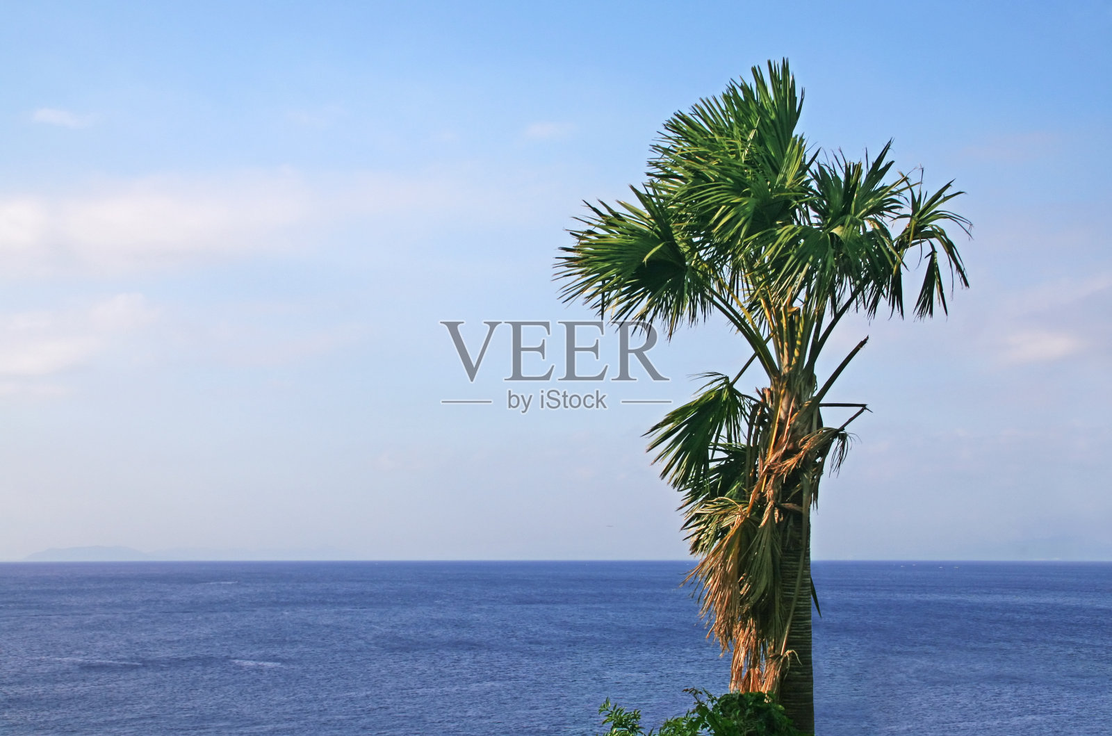 孤独的棕榈树和海洋照片摄影图片