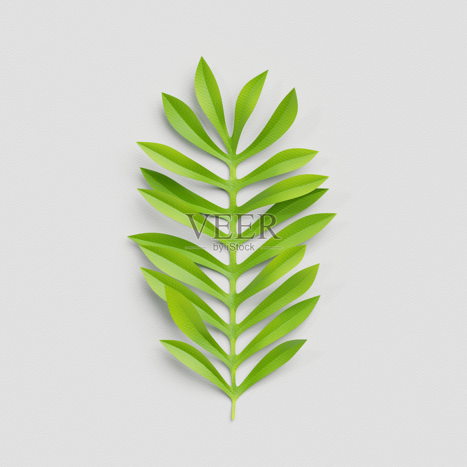 3d渲染，剪纸装饰，绿色棕榈叶，孤立的植物剪辑艺术元素照片摄影图片