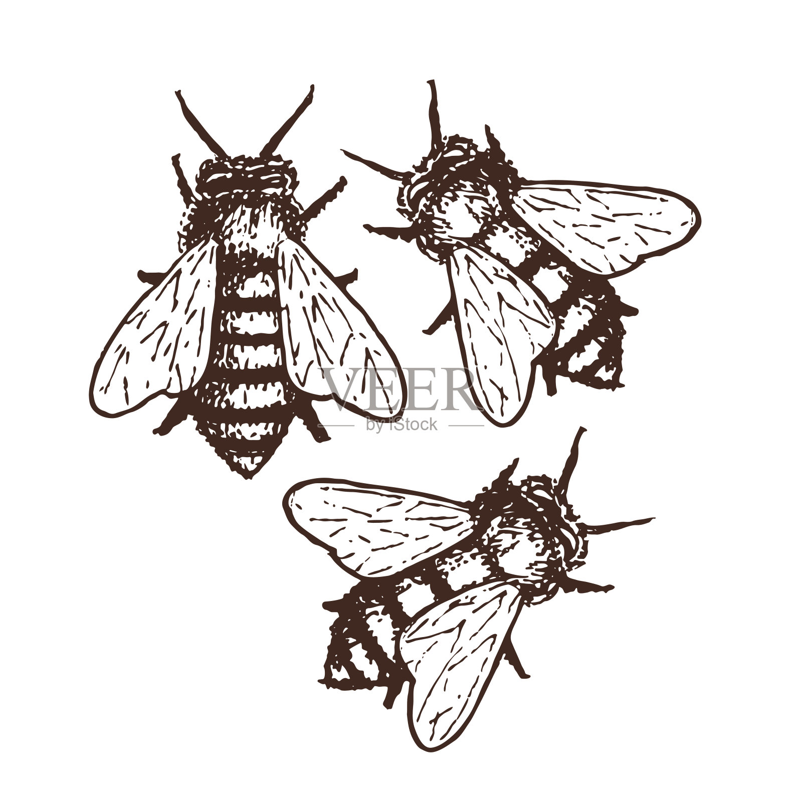蜜蜂素描插图插画图片素材