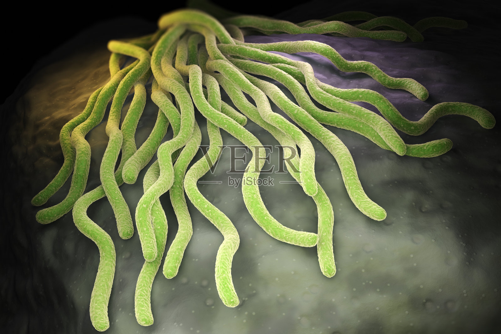 伯氏疏螺旋体细菌菌落照片摄影图片