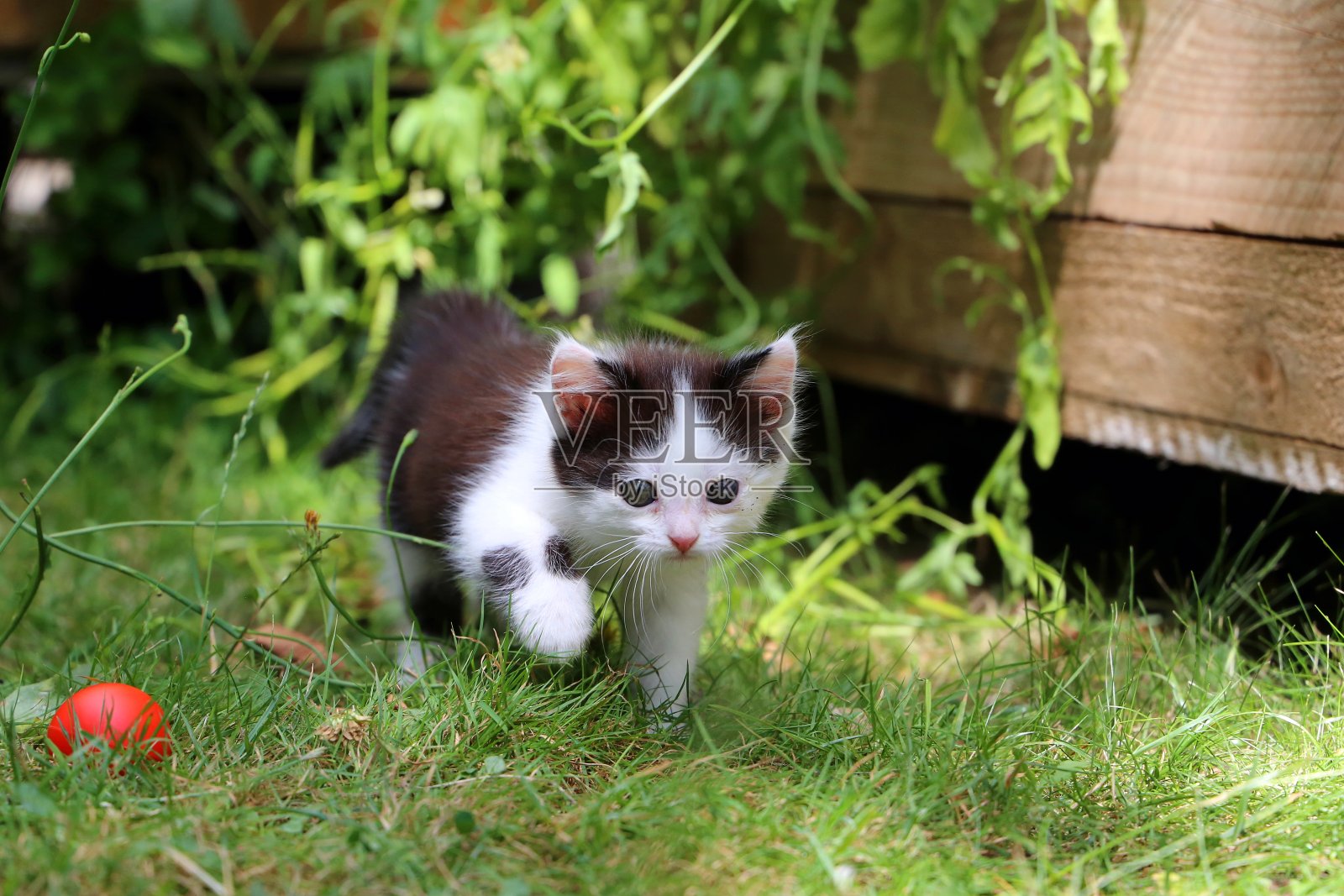 可爱的黑白花园小猫照片摄影图片