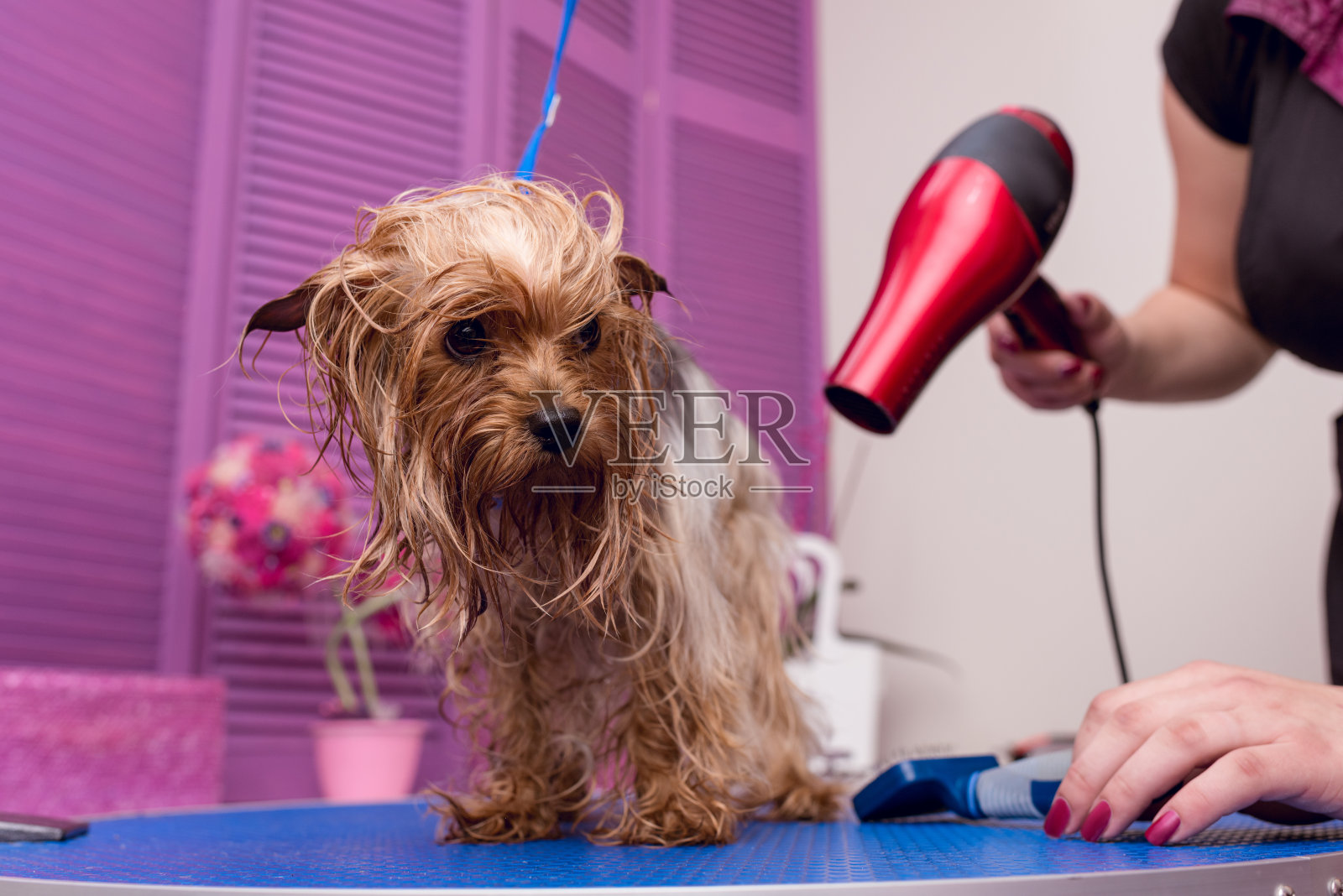 剪短的照片毛与吹风机干燥可爱的毛茸茸的约克郡梗狗照片摄影图片