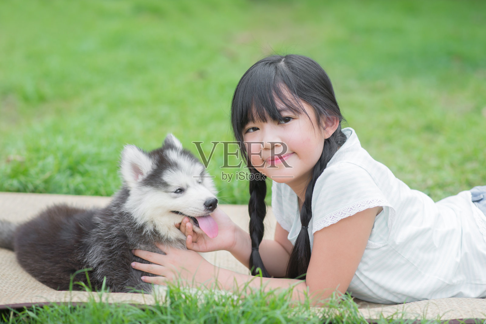 美丽的亚洲女孩与西伯利亚哈士奇小狗玩耍照片摄影图片