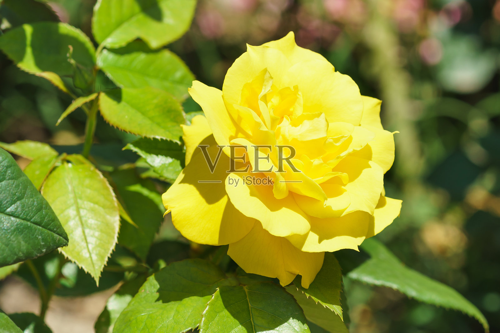 黄玫瑰Floribunda Meilland anthony。照片摄影图片