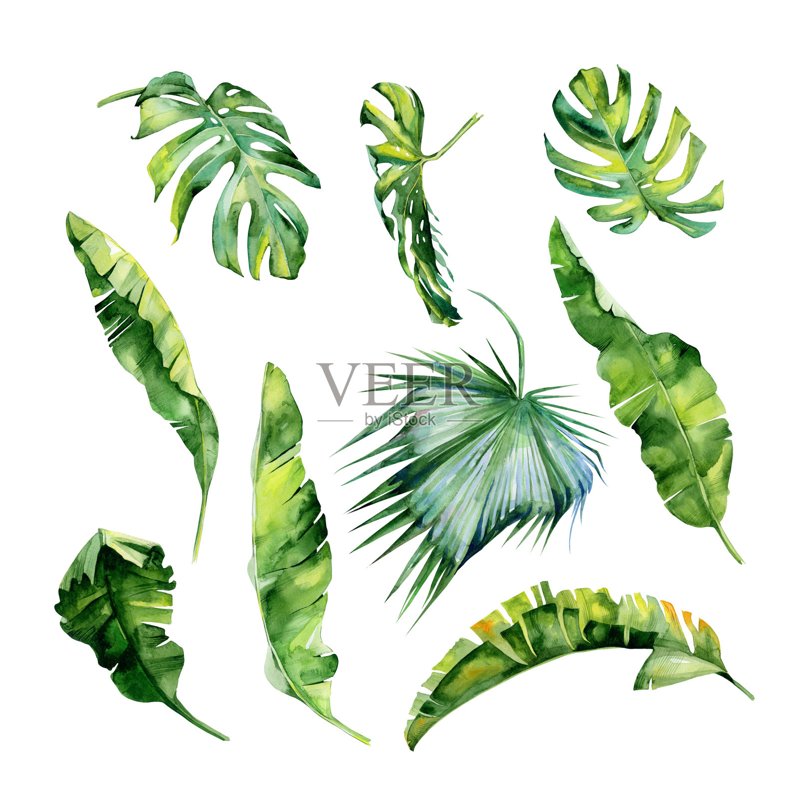 水彩画的热带树叶，茂密的丛林。手画。插画图片素材