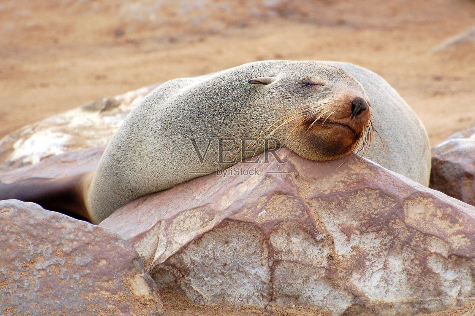 海豹在纳米比亚的十字角睡觉和放松照片摄影图片