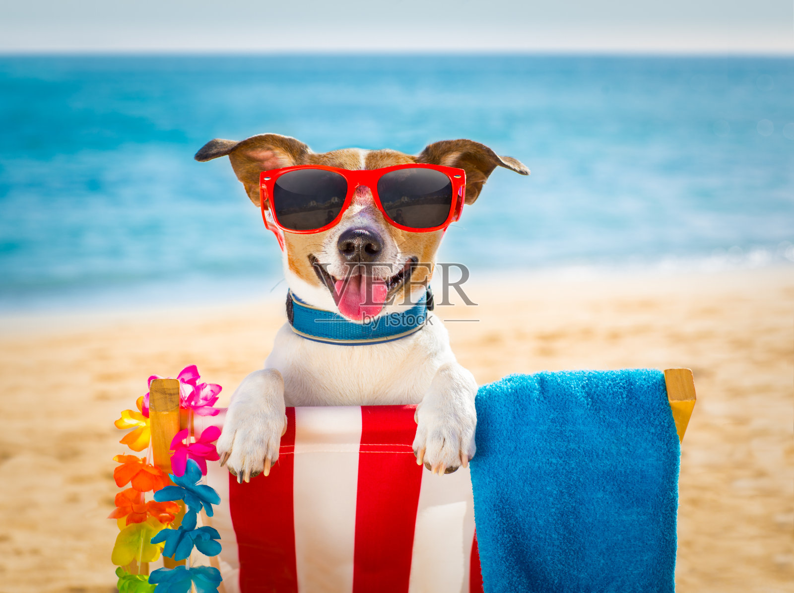 狗在沙滩椅上放松照片摄影图片