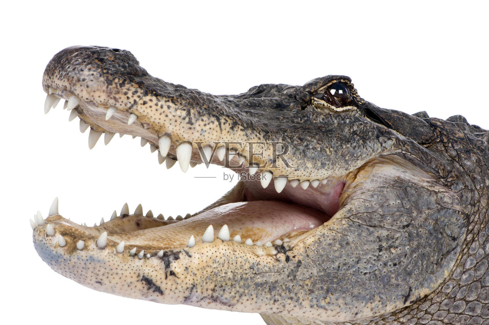 一个30岁的美国短吻鳄张开的下巴的特写照片摄影图片