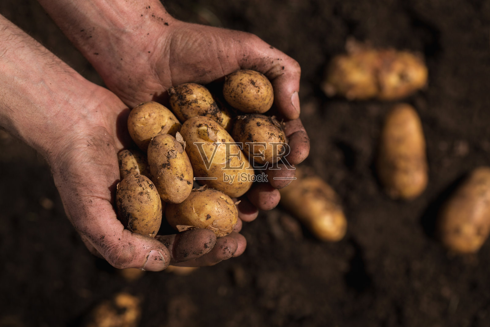 土豆在手中照片摄影图片