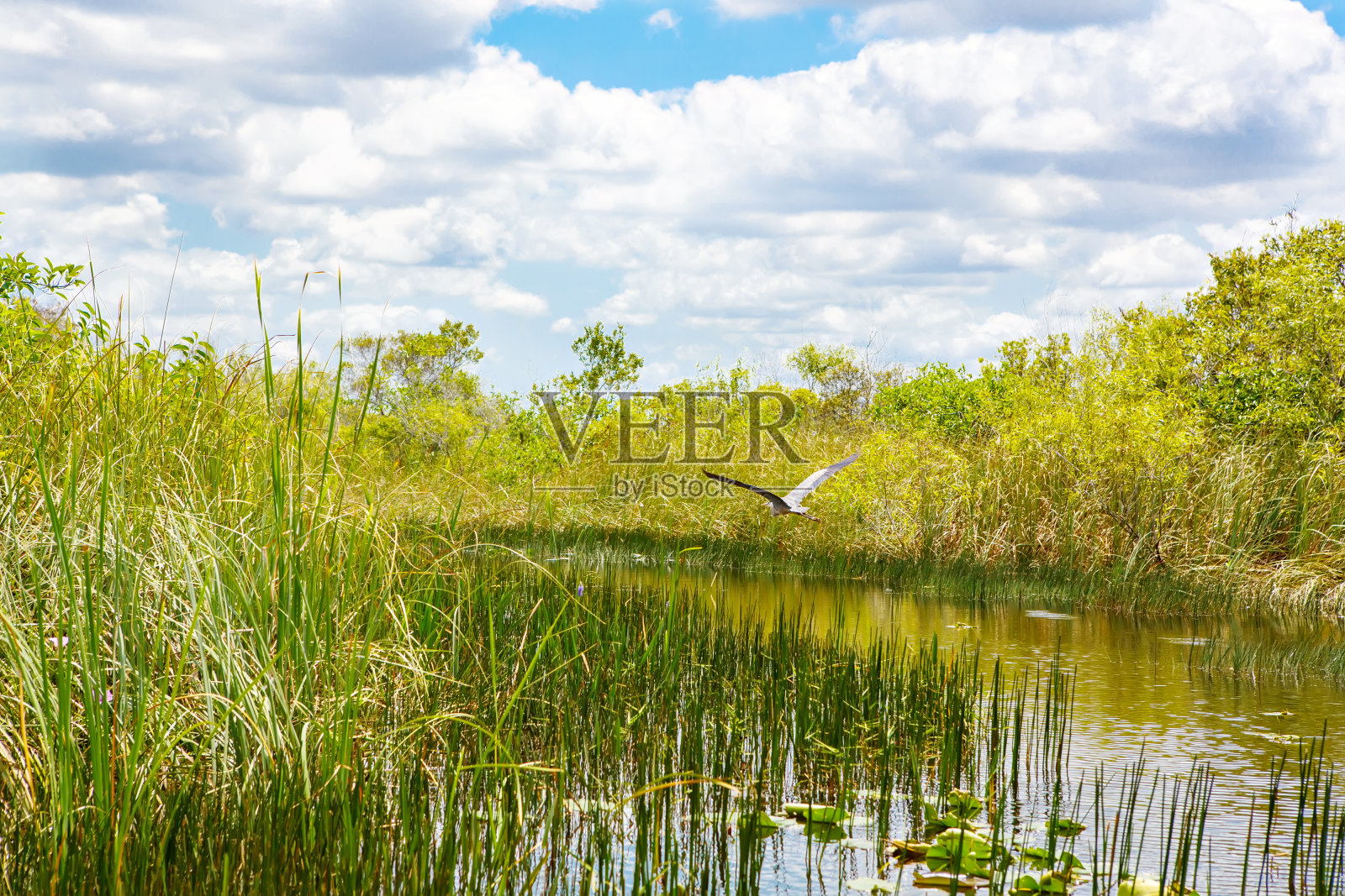 佛罗里达湿地，在美国的大沼泽地国家公园乘坐汽艇。照片摄影图片
