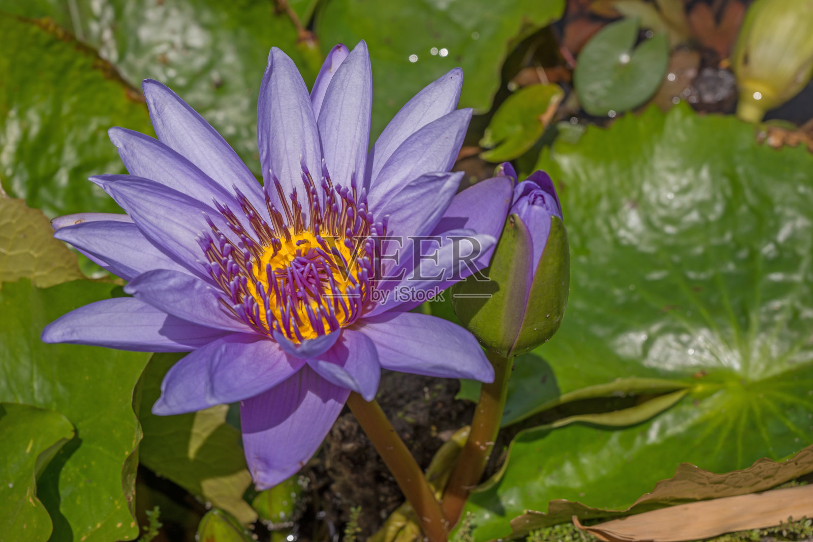 马提尼克岛巴拉塔花园的睡莲花照片摄影图片