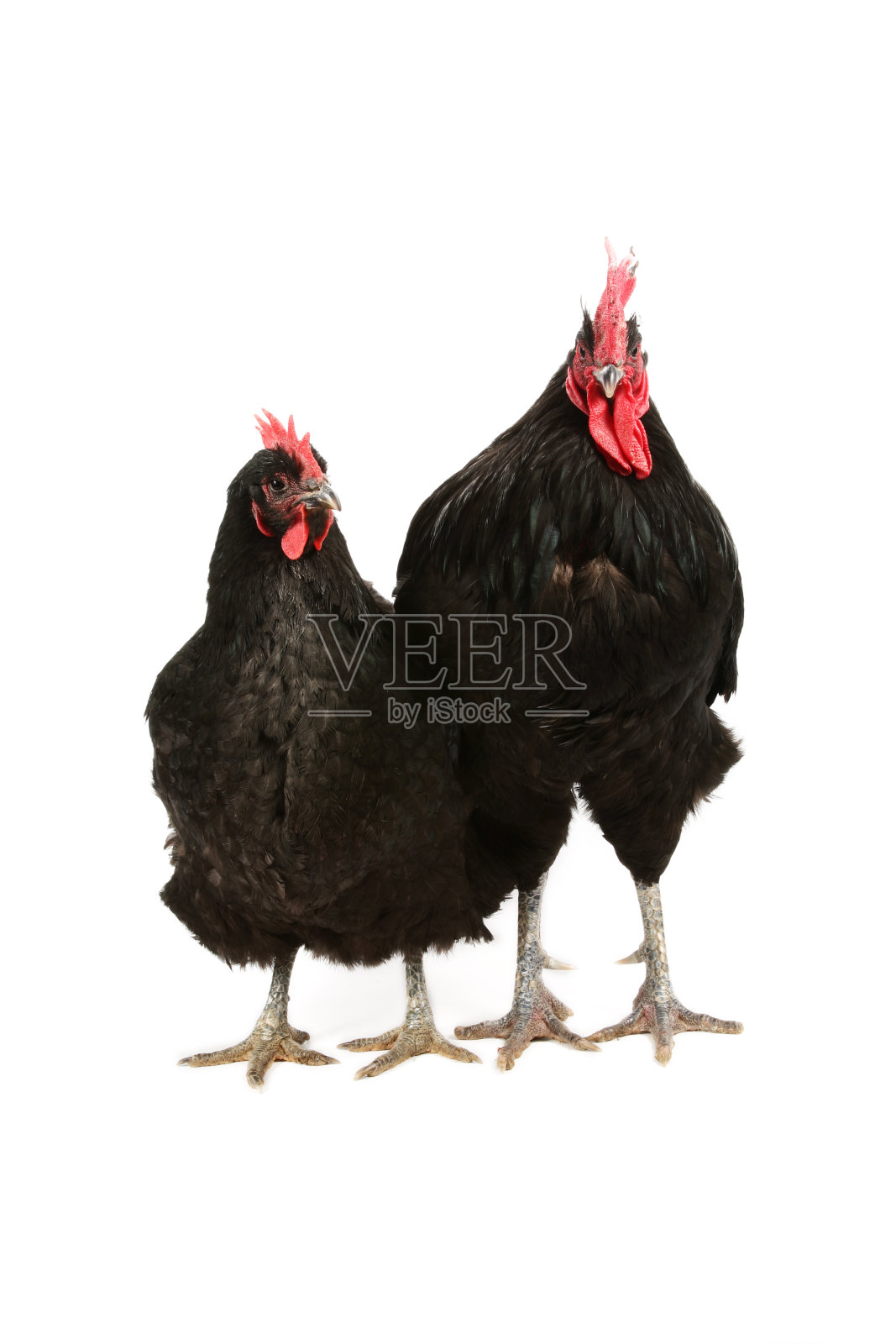 泽西巨型黑色公鸡和母鸡照片摄影图片