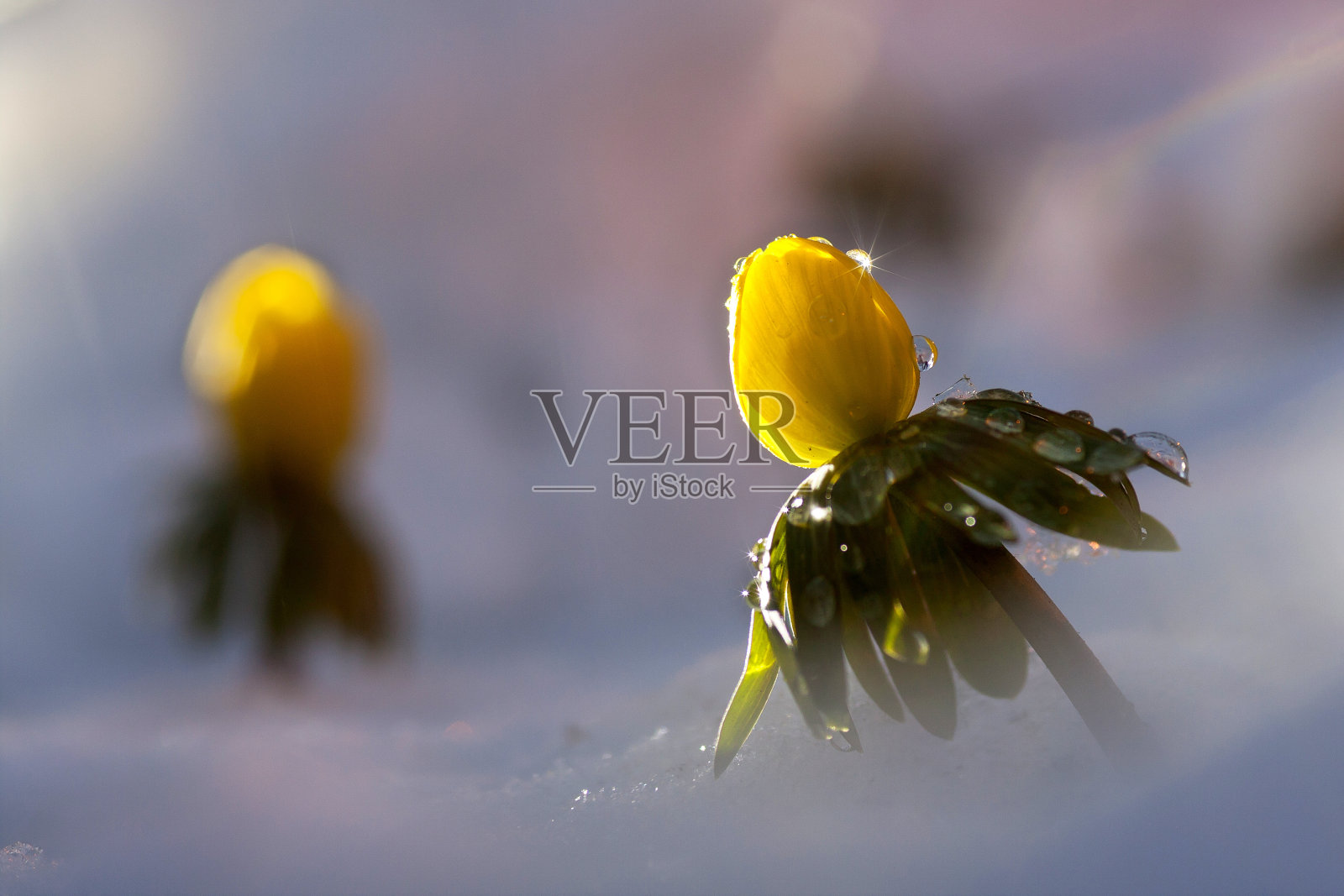 雪中的黄花。照片摄影图片