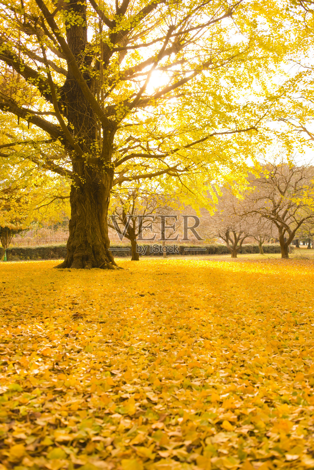 秋の公園 銀杏照片摄影图片