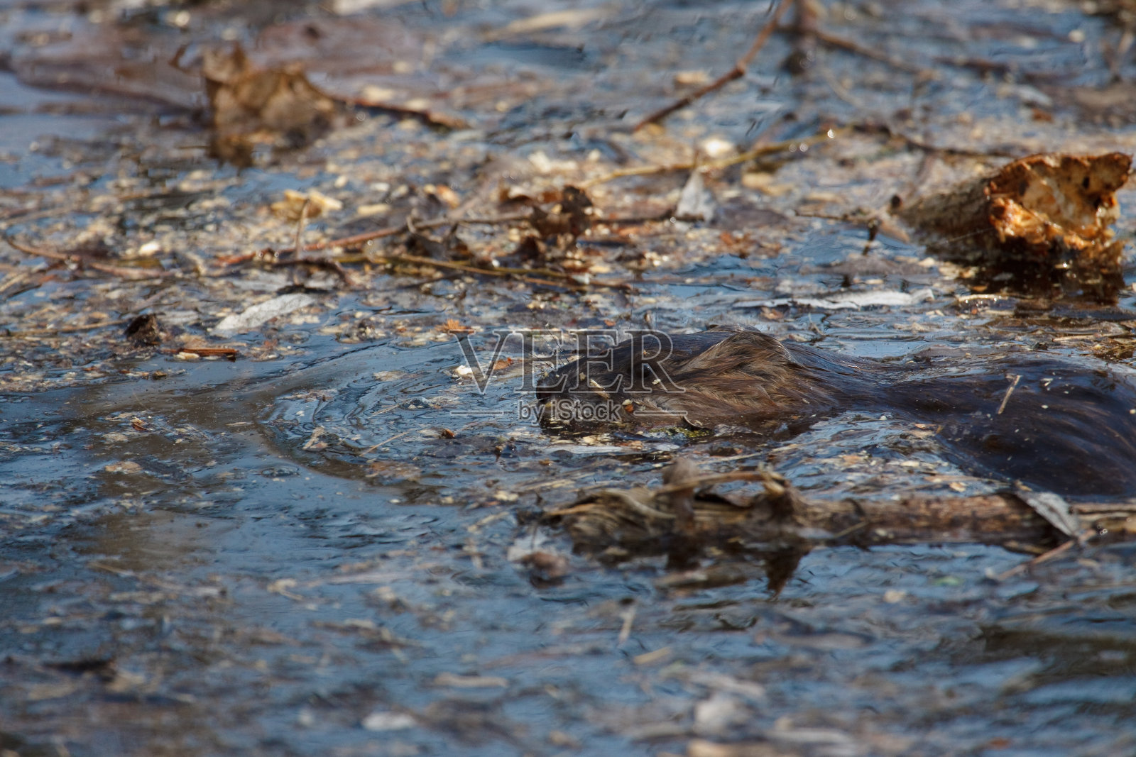 野生动物肖像海狸在水。照片摄影图片