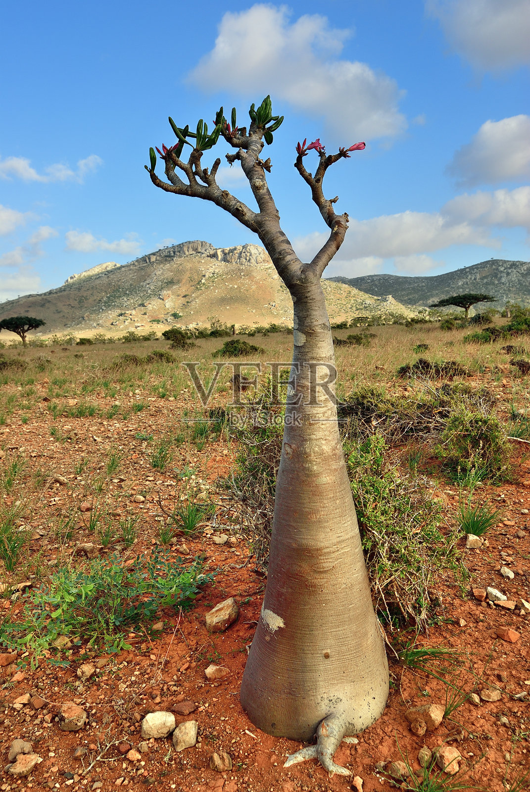 也门迪克萨姆高原索科特拉岛日落时特有的开花瓶树照片摄影图片