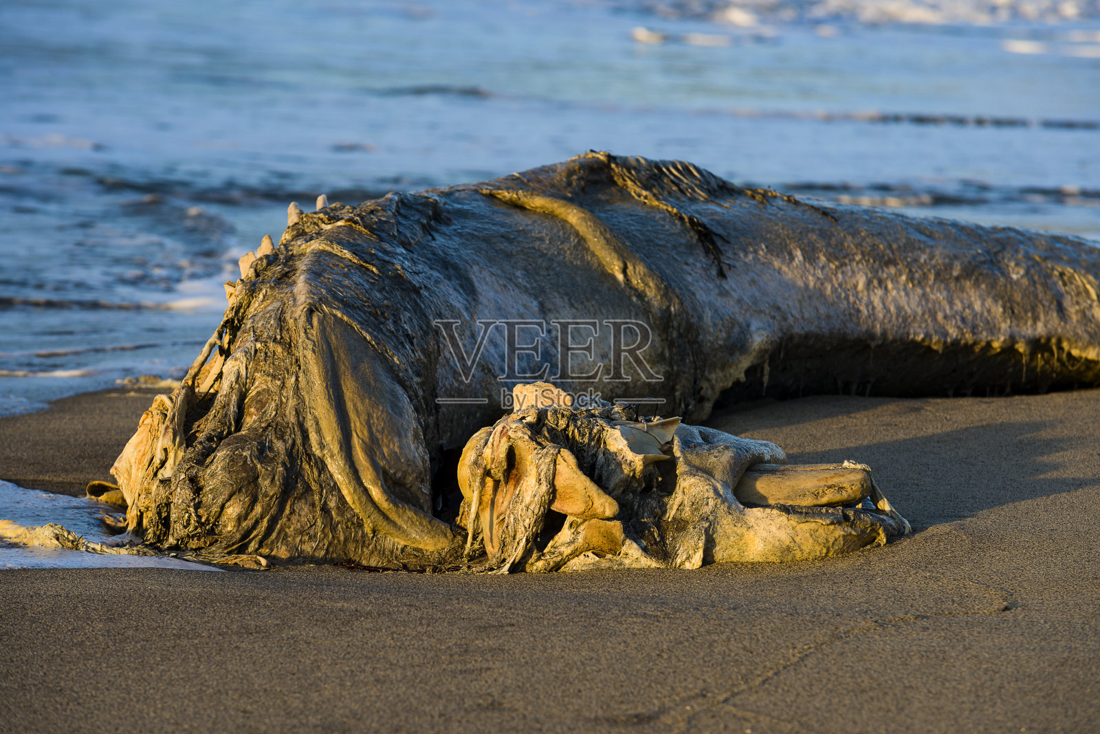 康沃尔斯皮特海滩上被冲上岸的领航鲸慢慢腐烂的残骸照片摄影图片