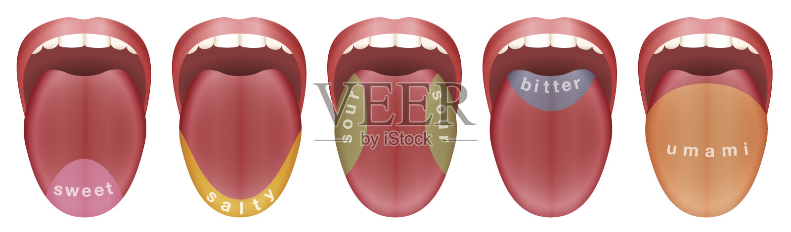 舌头有五个味蕾区域-甜，咸，酸，苦和鲜。孤立的矢量插图上的白色背景。插画图片素材