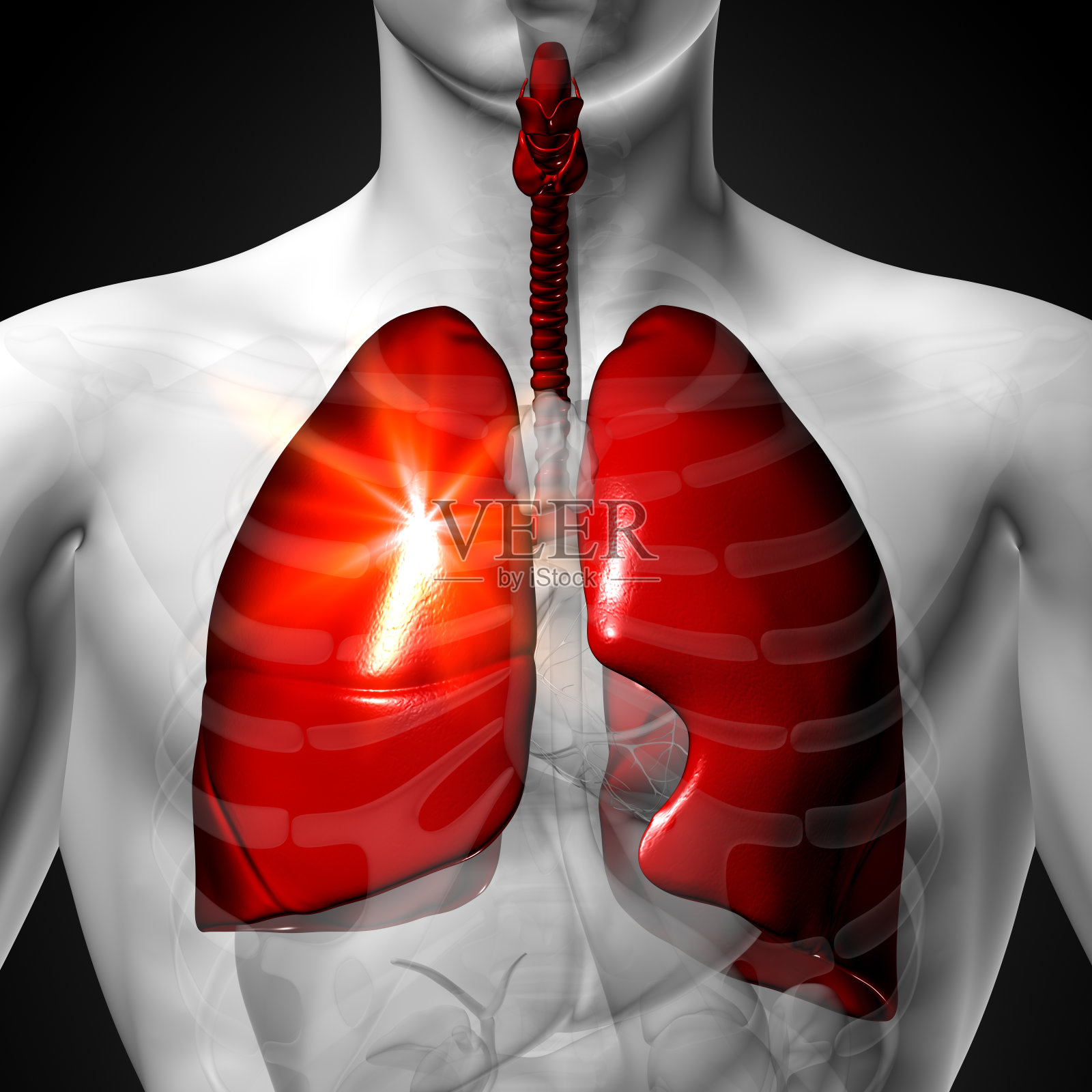 肺。男性人体器官解剖。x光透视照片摄影图片