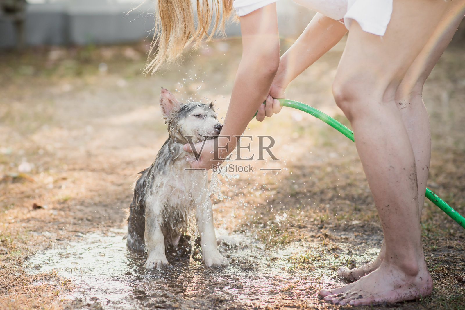 西伯利亚哈士奇小狗抖掉皮毛上的水。照片摄影图片