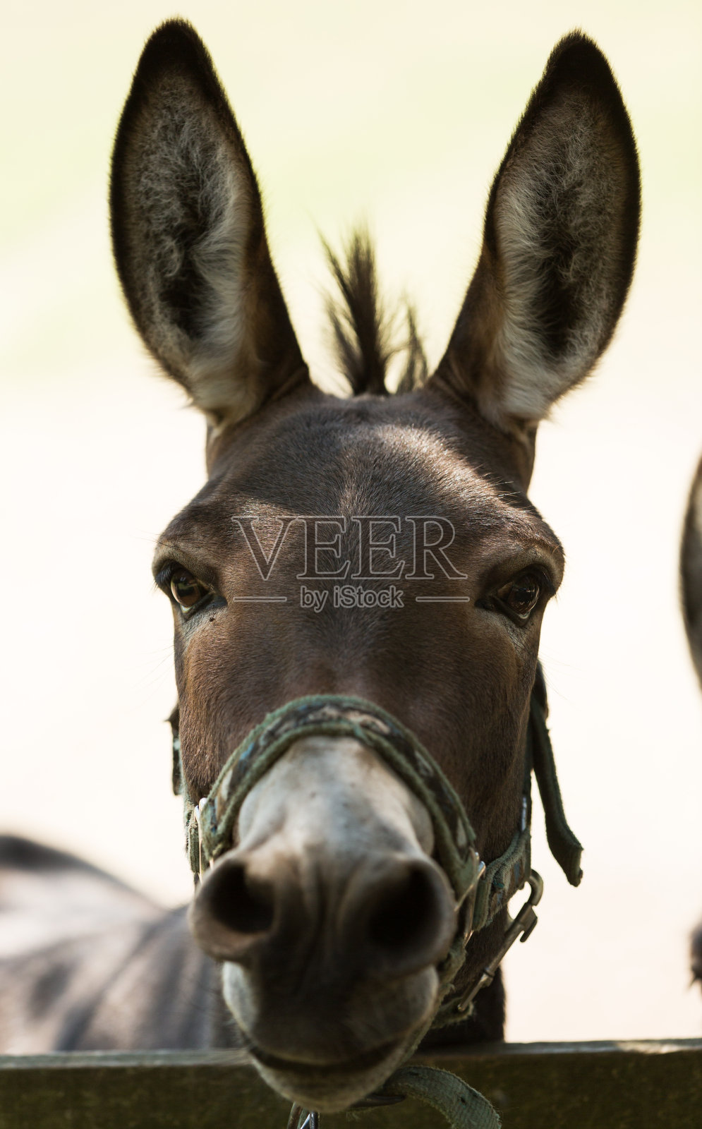 驴子的肖像，特写照片摄影图片