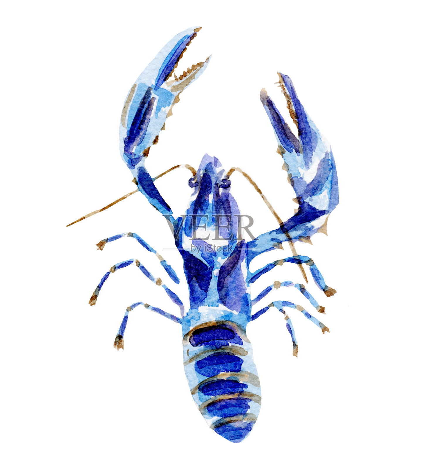 新鲜的龙虾插图。手绘水彩在白色的背景。插画图片素材
